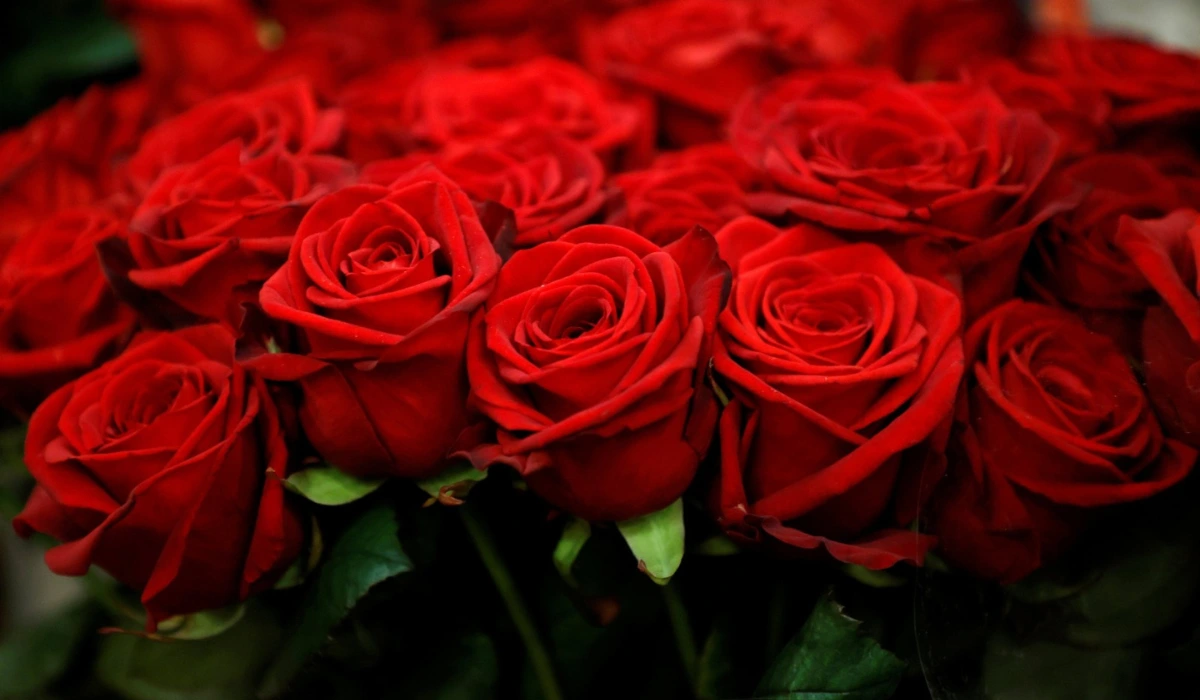Dutch Roses