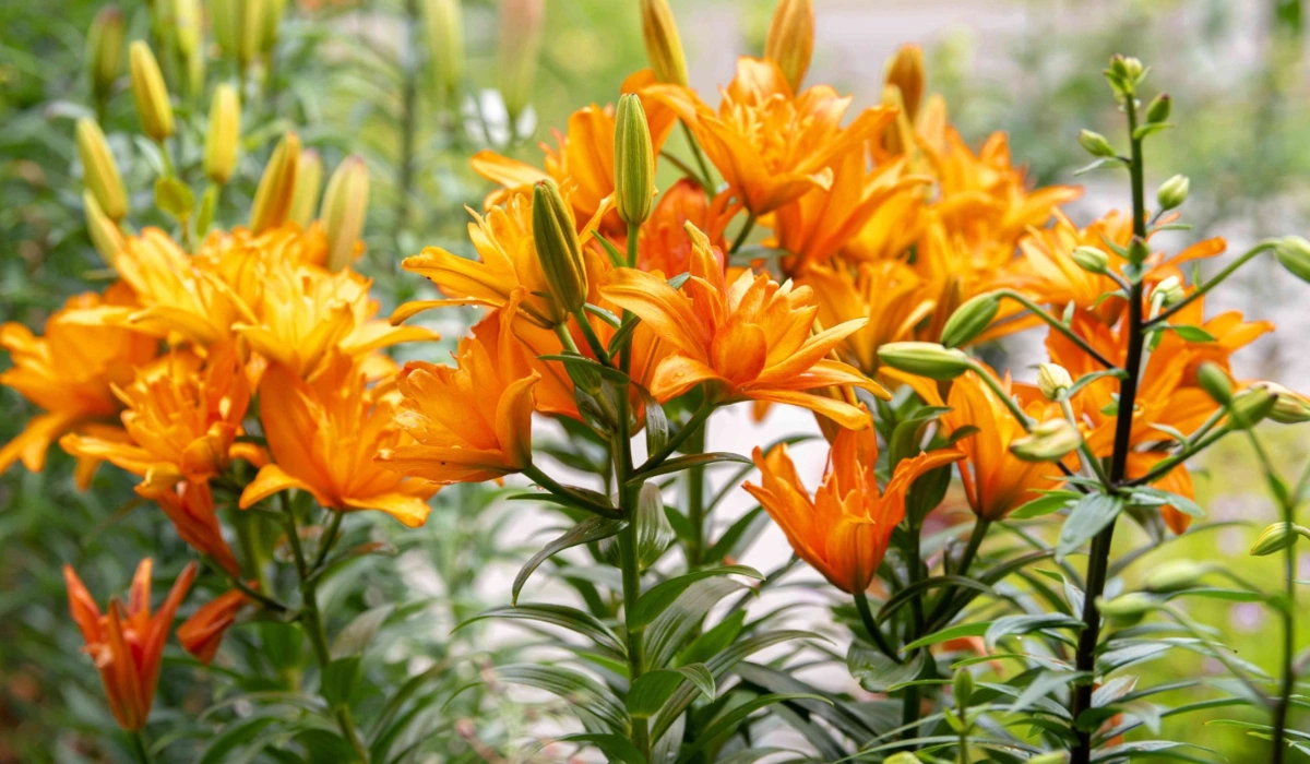 Lilies