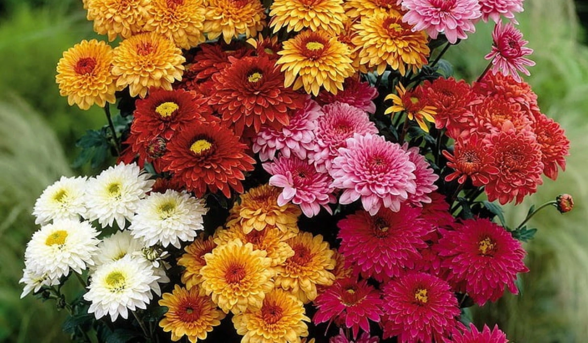 Chrysanthemums