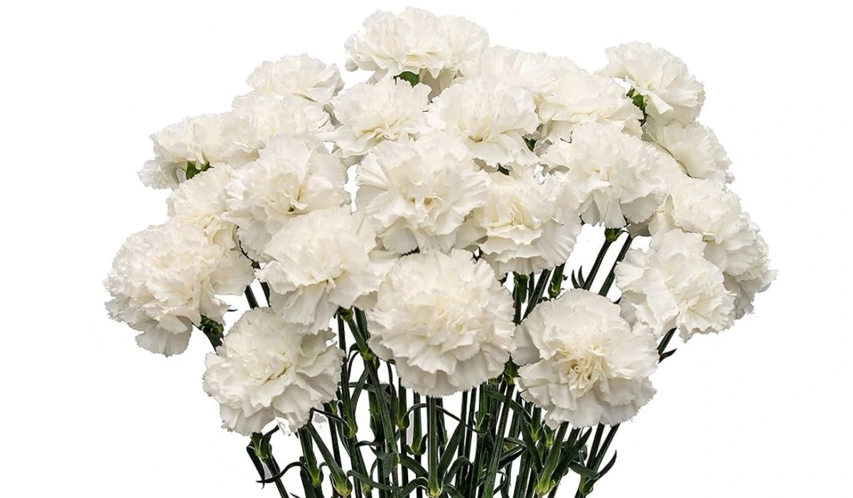 Carnations