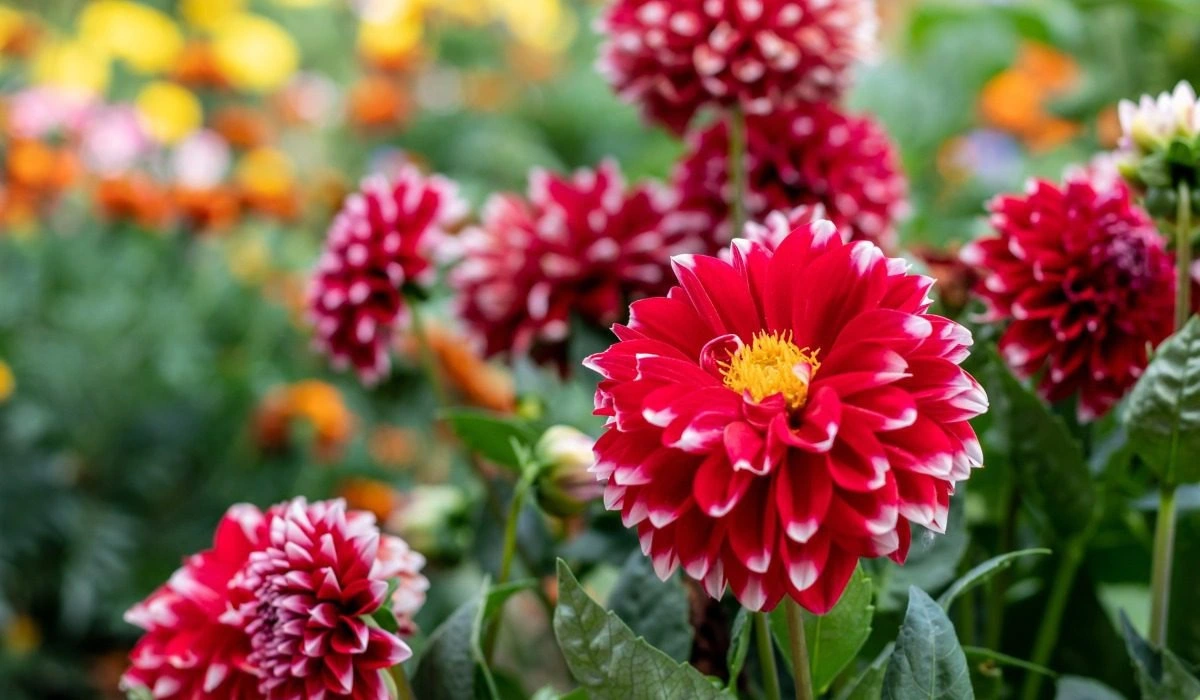 Dahlia