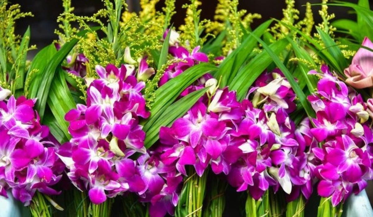 Orchids