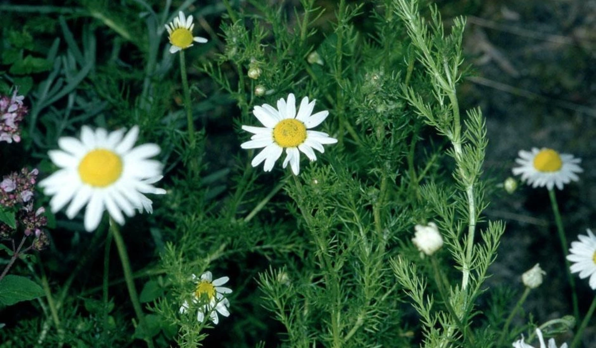 Chamomile