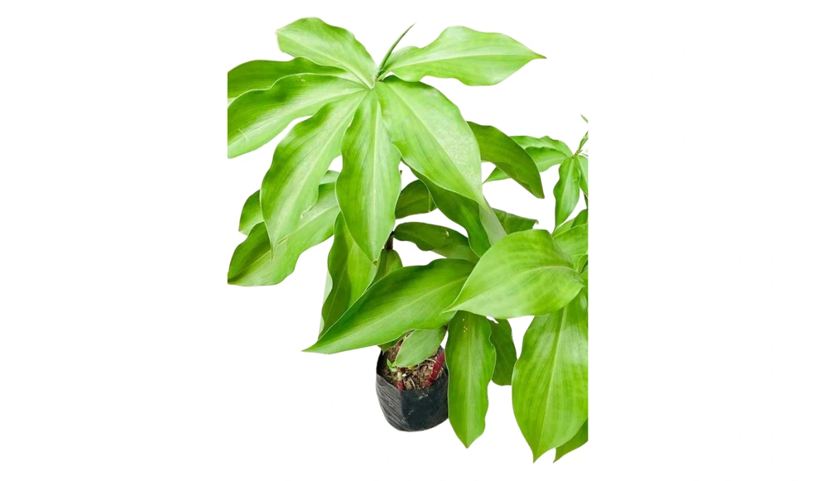 Costus Ignaeus