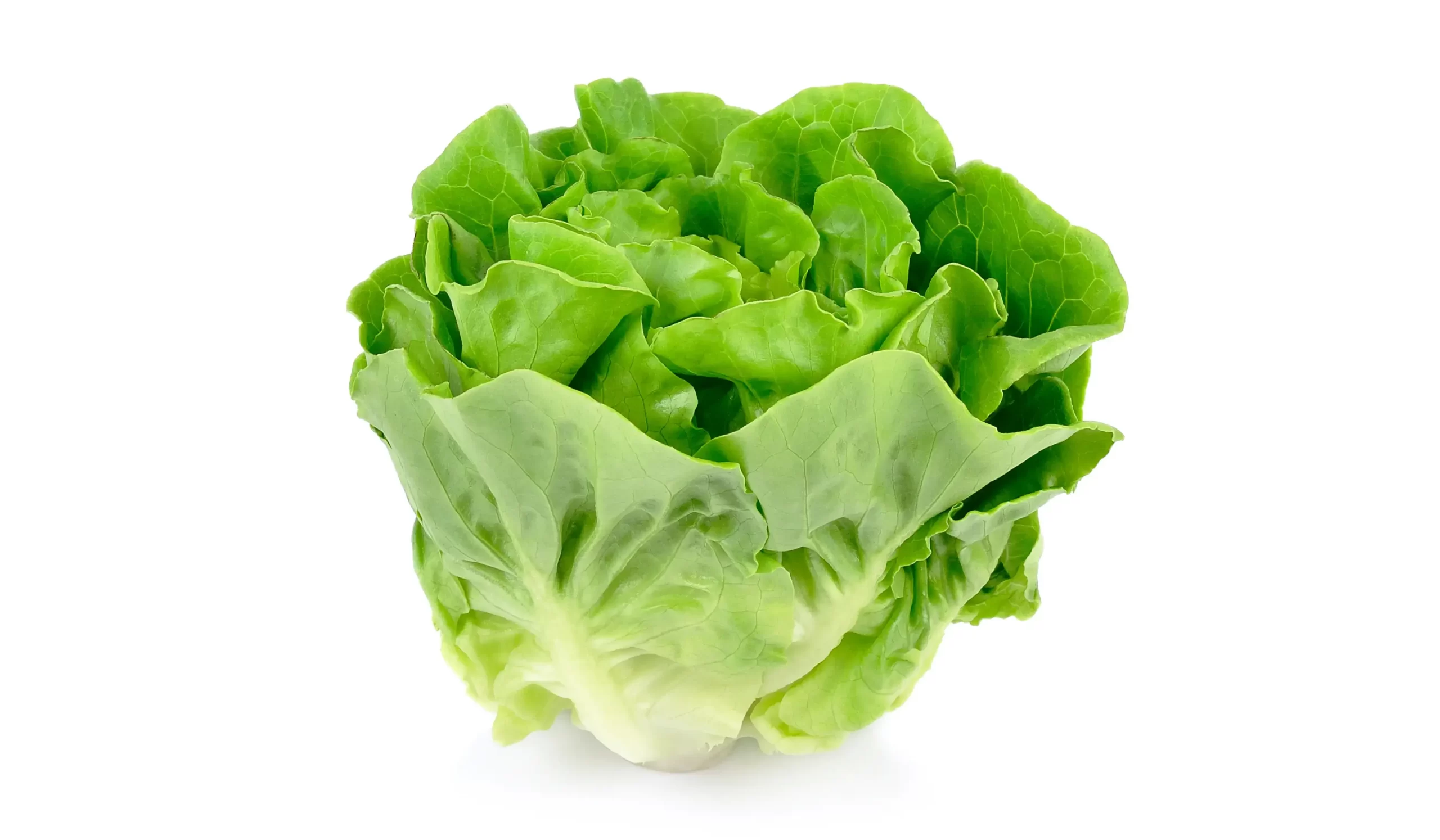 Lettuce - Crisphead