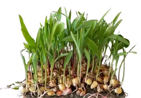 Cardamom Plant