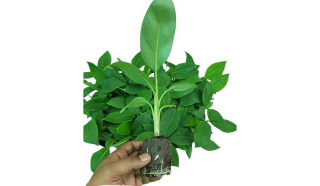 Elakki Banana