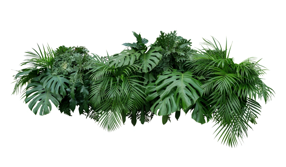 Foliage