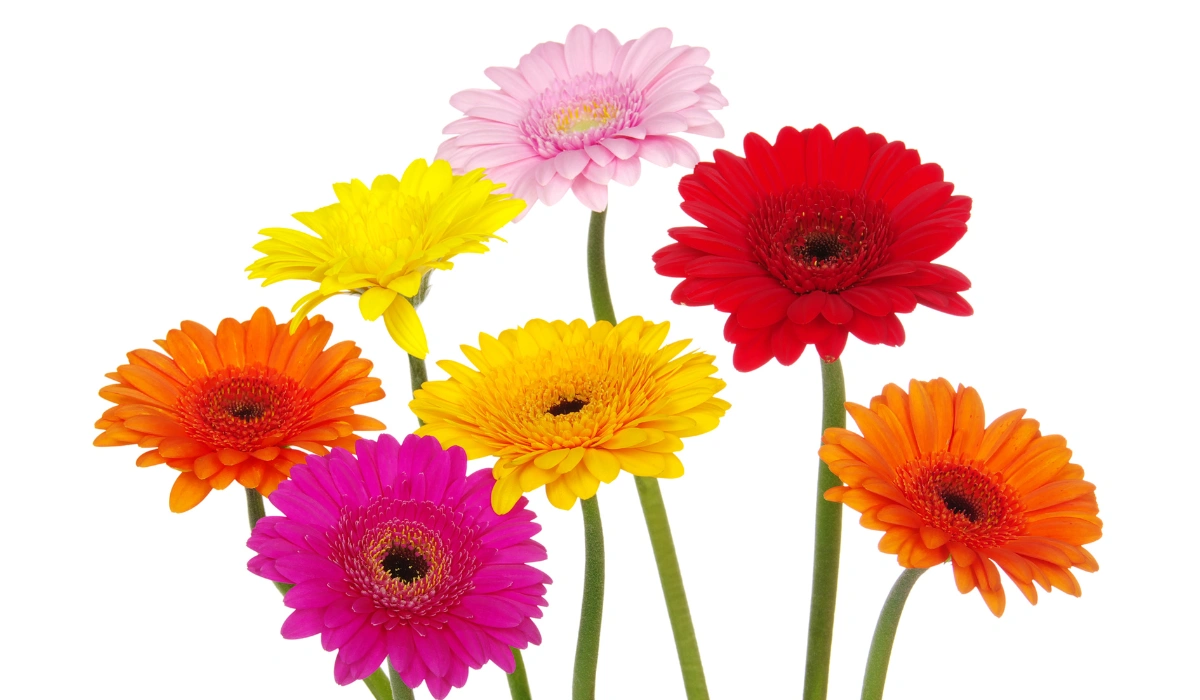 Gerbera