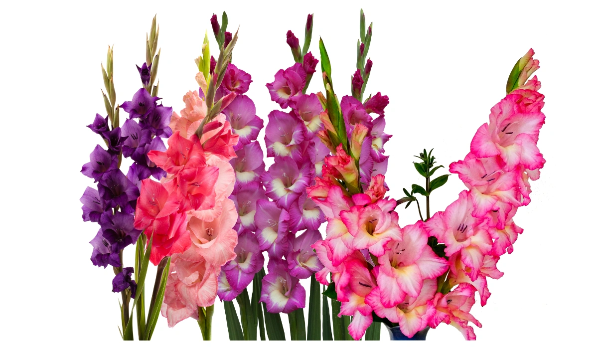 Gladiolus