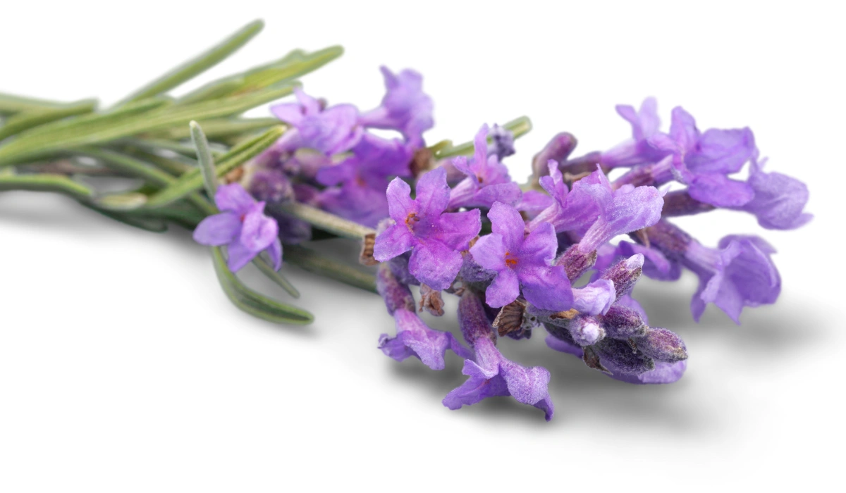 Lavender