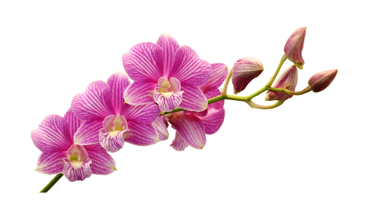 Orchids