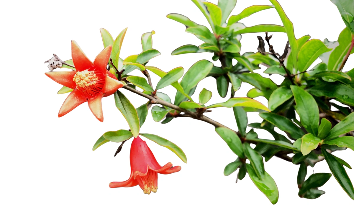 Pomegranate