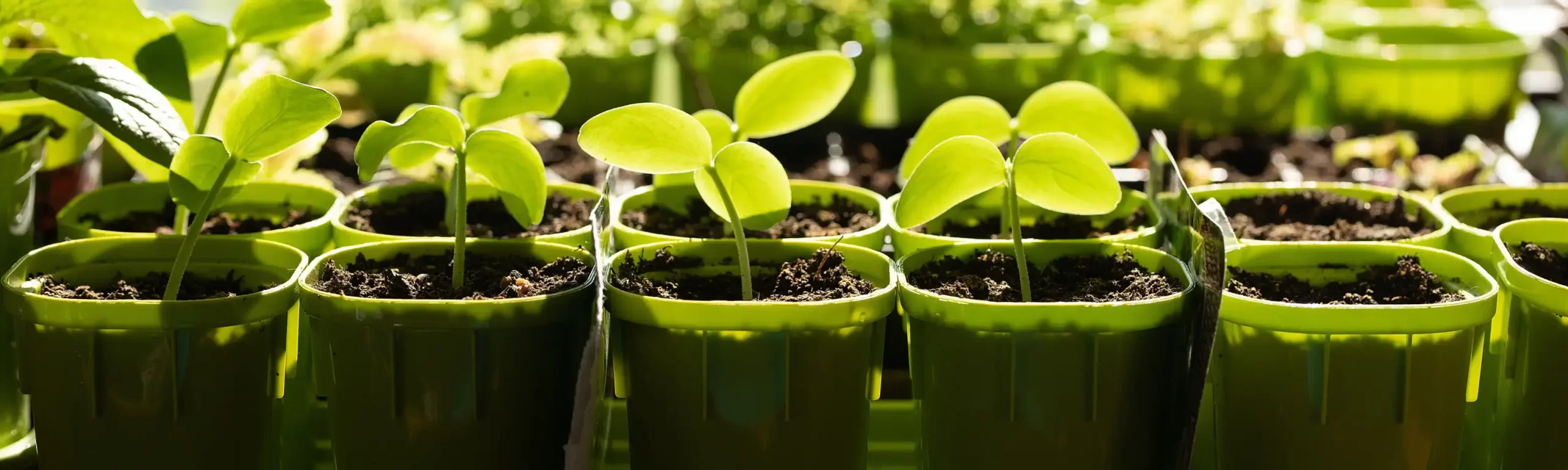 Propagated Plants PopUp