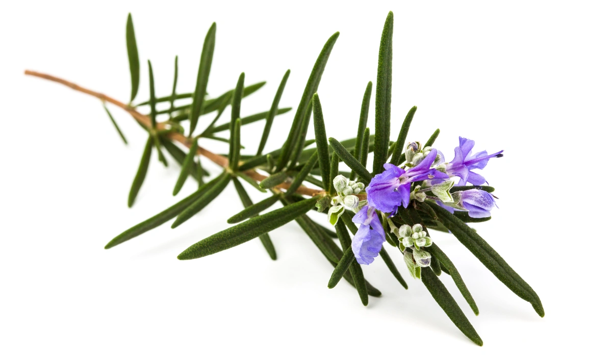 Rosemary