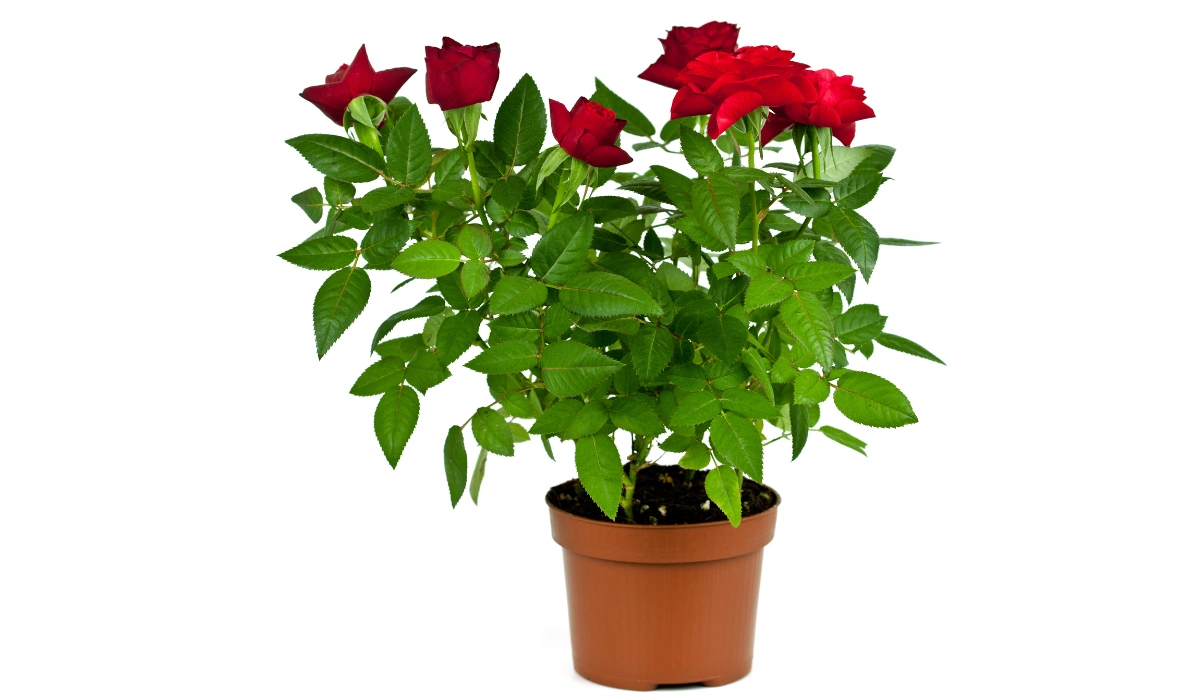 Roses