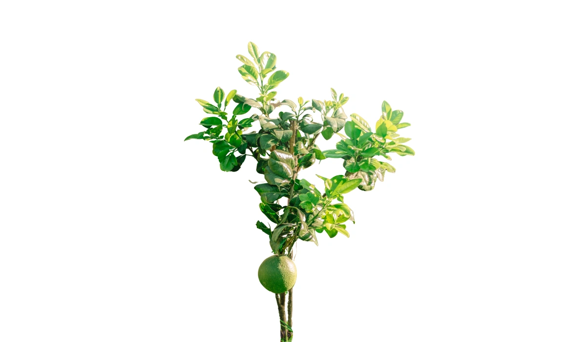 Sweet Lime