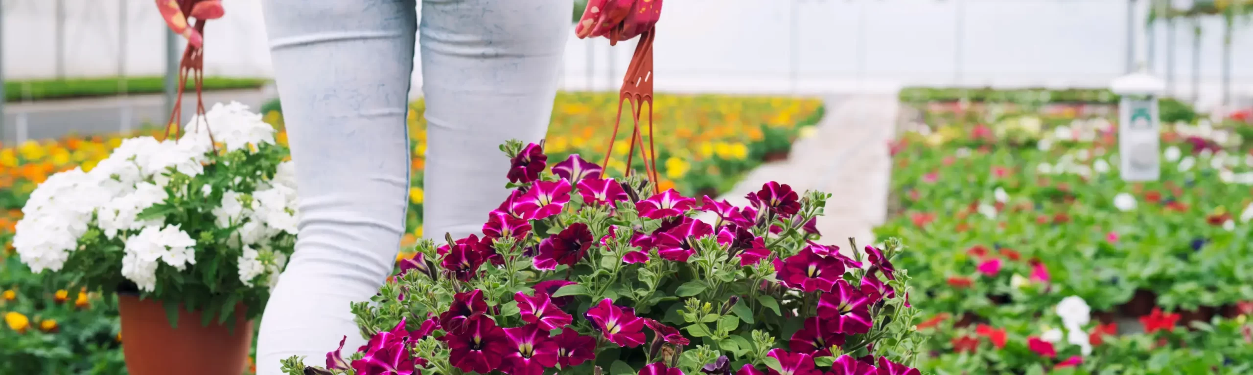 Flowers Pop